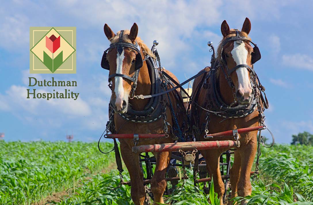 Summer Horses Gift Card